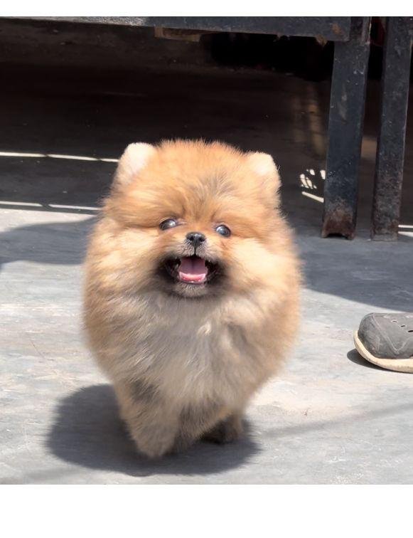 Order Female Toy Pomeranian  Puppy from Kolkata